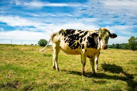 How Much Does a Cow Weigh