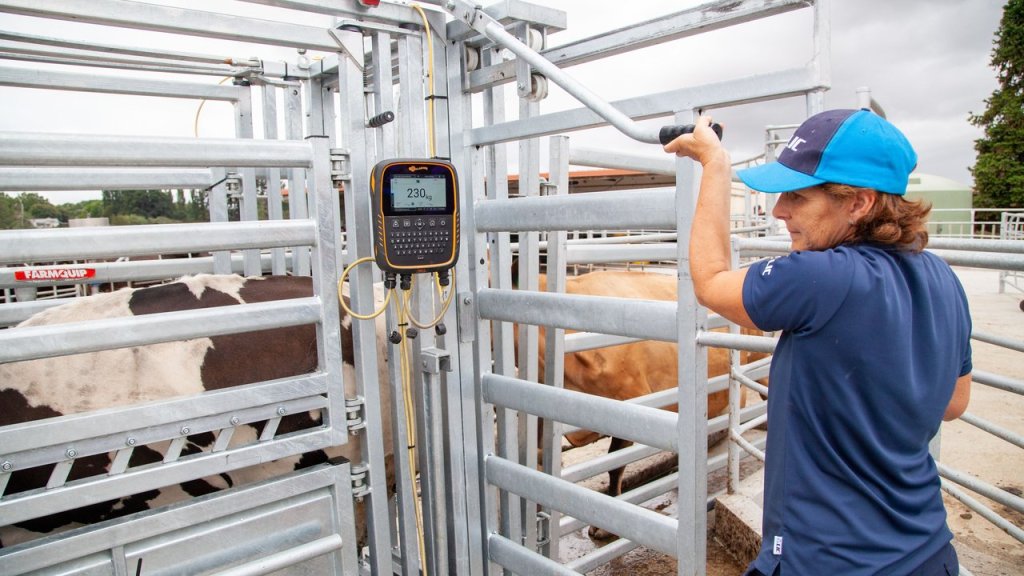 How Much Does a Cow Weigh? Complete Guide to Average Cow Weight by&nbsp;Breed